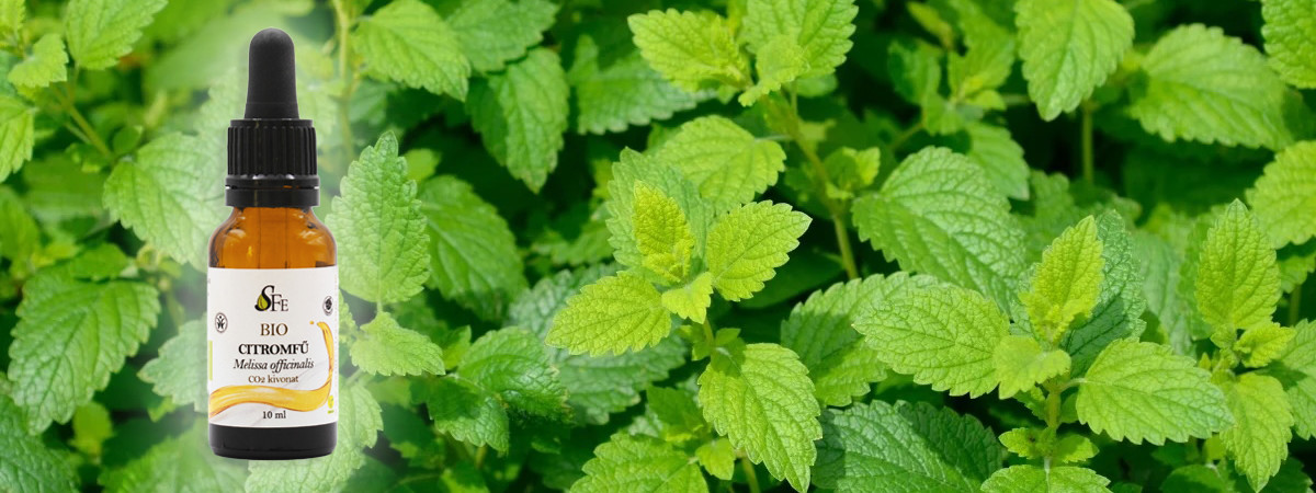 Citromfű – a természet nyugtató ereje