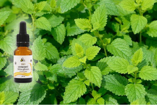 Citromfű – a természet nyugtató ereje