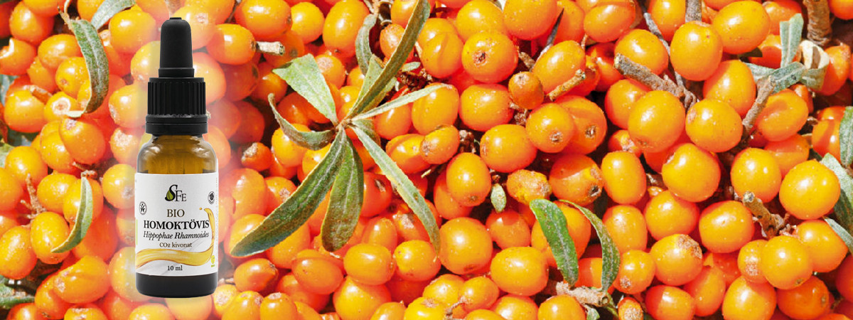 Homoktövis – az aranybogyó ereje