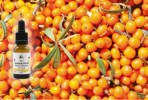 Homoktövis – az aranybogyó ereje